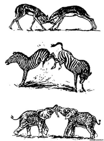 Биоценоз тропического леса