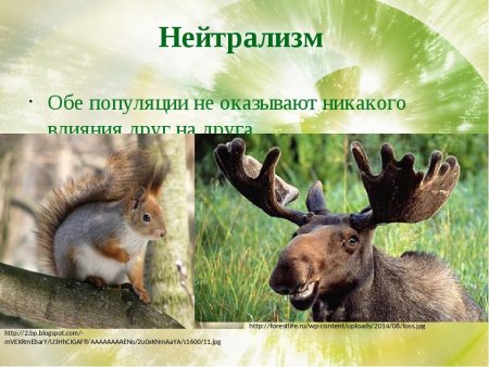 Взаимодействие популяций разных видов