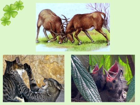 Взаимоотношения животных в природе