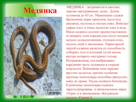 Редкие животные Калужской области