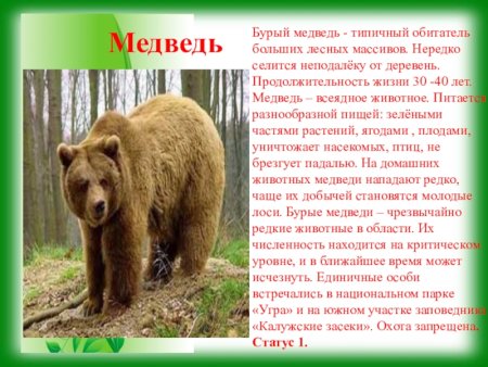 Красная книга Калужской области бурый медведь описание