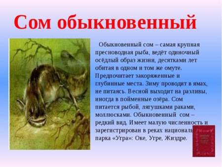 Животные красной книги Калужской области