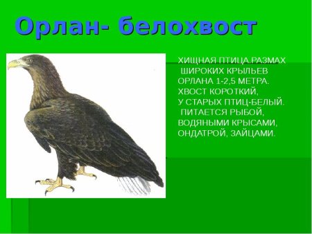 Птицы Калужской области занесенные в красную книгу