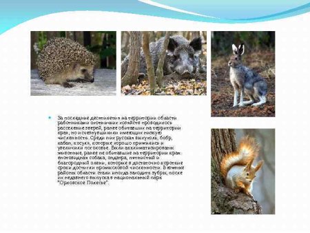 Животные из красной книги Тульской области