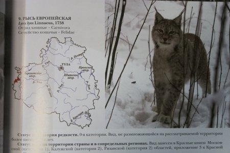 Дербник красная книга