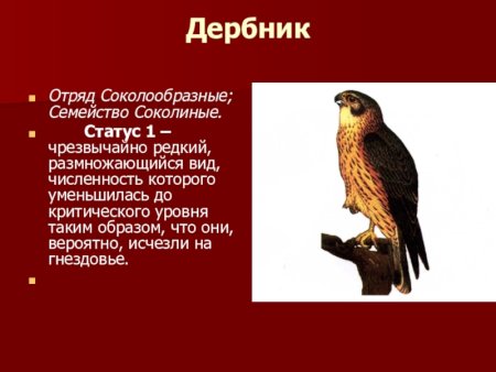 Степной Лунь красная книга Свердловской области