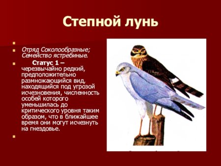 Животные Калужской области занесенные в красную книгу