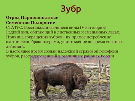 Красная книга Калужской области ЗУБР