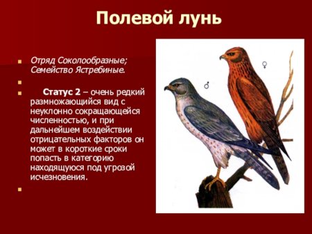 Красная книга Калужской области книга