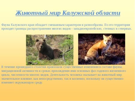 Растения Калужской области