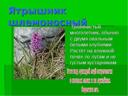 Растения из красной книги