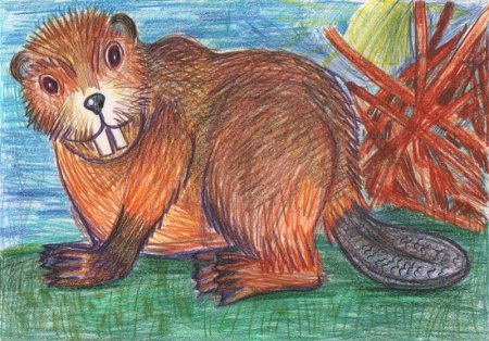 Рисунок бобра