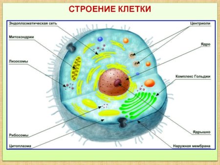 Биология строение клеточного ядра