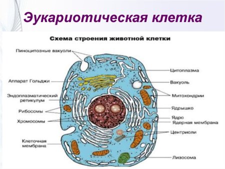 Структуры эукариотической клетки органеллы