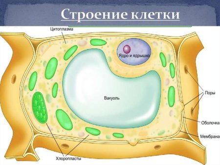 Строение эукариотической животной клетки