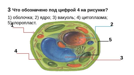 Строение животной растительной грибной и бактериальной клеток