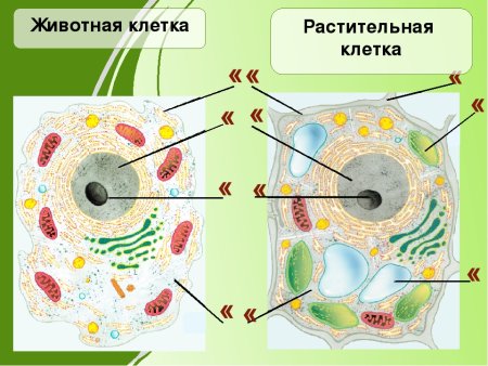 Органоиды растительной клетки рисунок