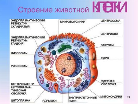 Схема строения эукариотной клетки