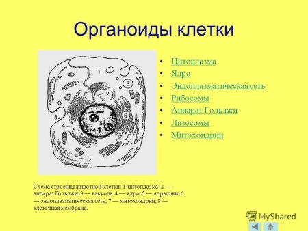 Основные части животной клетки 5 класс