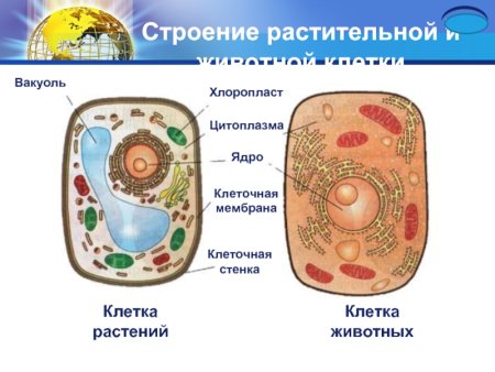 Схема строения растительной клетки 5 класс биология