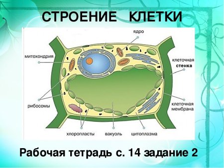 Схема строение животной клетки и функции