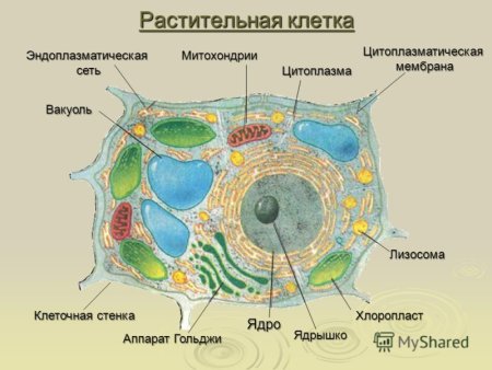 Схема строения грибной клетки
