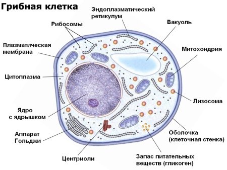 Клетка биология строение схема животная