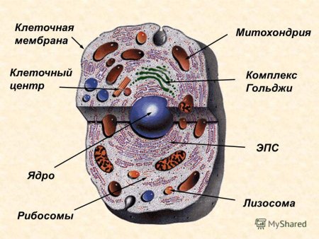 Строение клетки эвглены зеленой