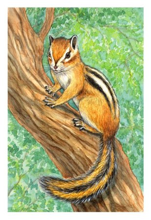 Нарисовать бурундука