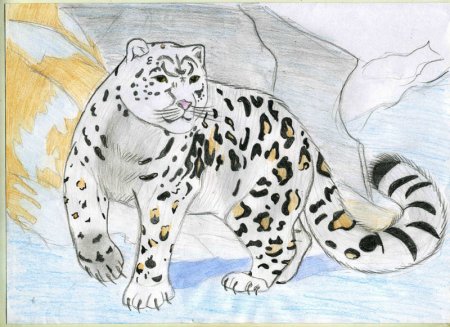 Животные красной книги Татарстана рисунки