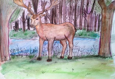 Животные Крыма рисунок