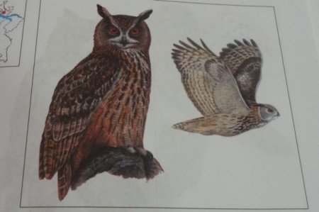 Филин красная книга Пензенской области