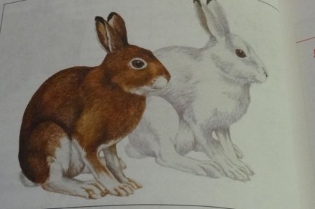 Заяц в Татарстане