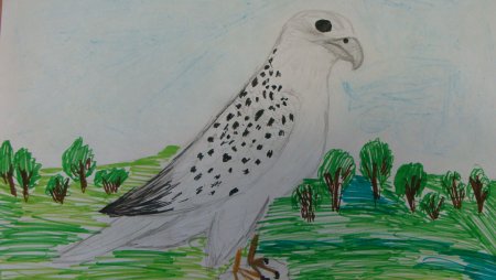 Кречет птица рисунок