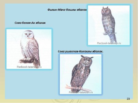 Птицы занесенные в красную книгу Татарстана