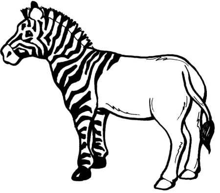 Зебра без полосок