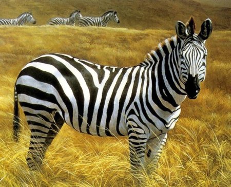 Зебра в Африке