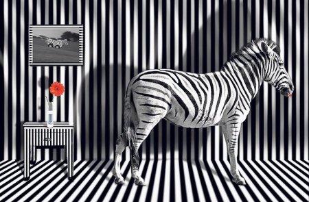 Черно-белая жизнь Зебра