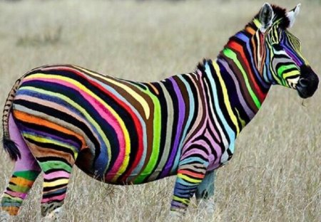 Цветная Зебра