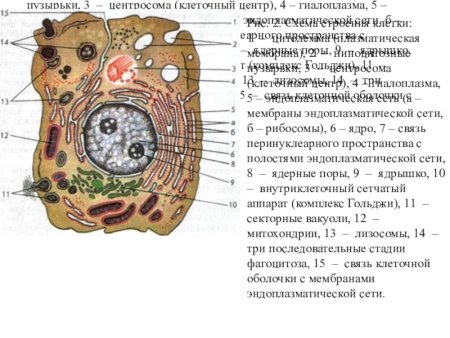 Строение клетки человека рисунок
