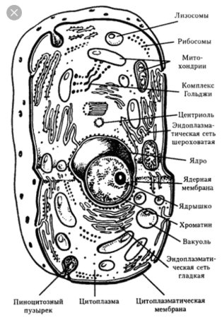 Схема строения животной клетки