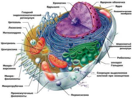 Картинка строение животной клетки
