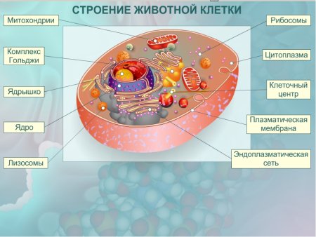 Строение животной клетки 7 класс биология