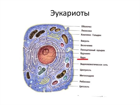 Строение клетки животного организма