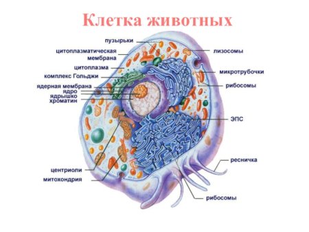 Растительная клетка 5 класс биология