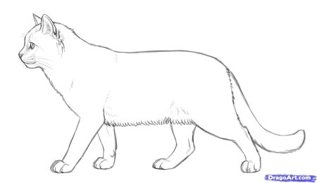 Кот сбоку рисунок
