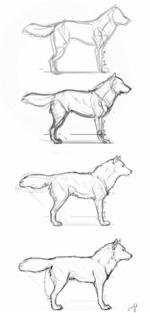 Собака сбоку референс