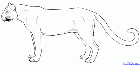 Раскраска пантера