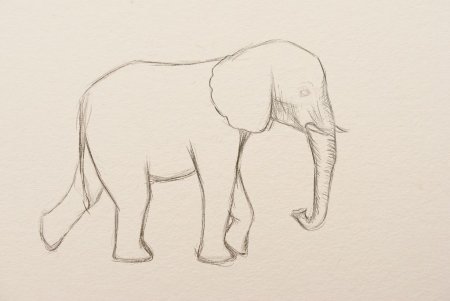 Рисунок слона для срисовки