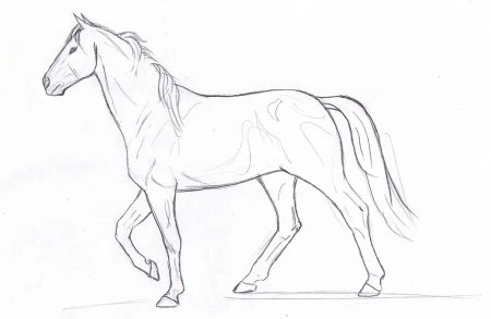 Макет лошади для рисования